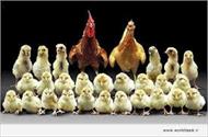 جزوه مرغداری و پرورش مرغ گوشتی